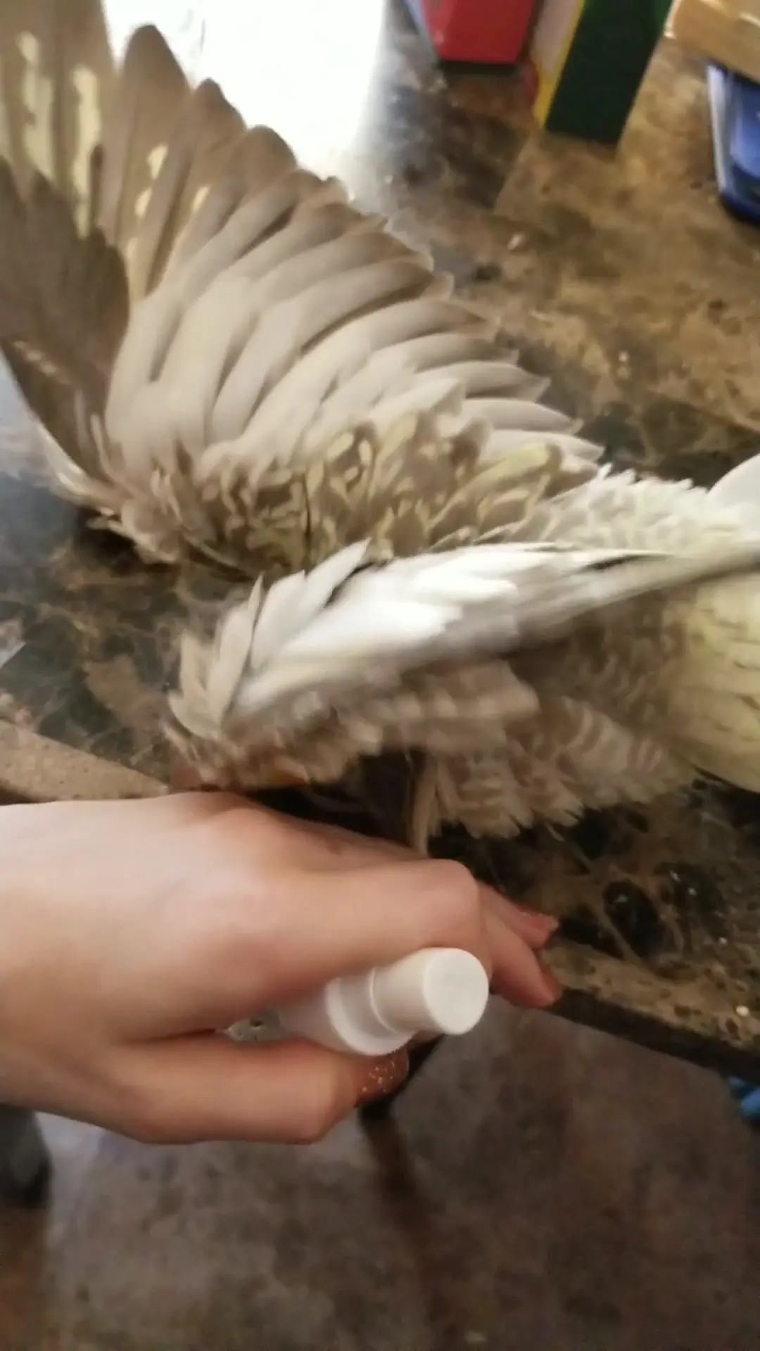 Exclusive Leak: Happily_Sweet - Funny birb - Stream in FullHD | Hotleakxxx.com