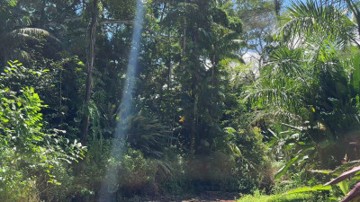FromThisNight - Wahiawa Botanical Gardens