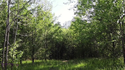 Vera James xx - Deep in the Woods: A VERY Taboo Outdoor Adventure Free SFW