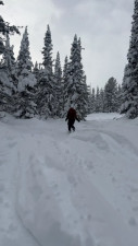 Alice_Ginger - siberian frosts