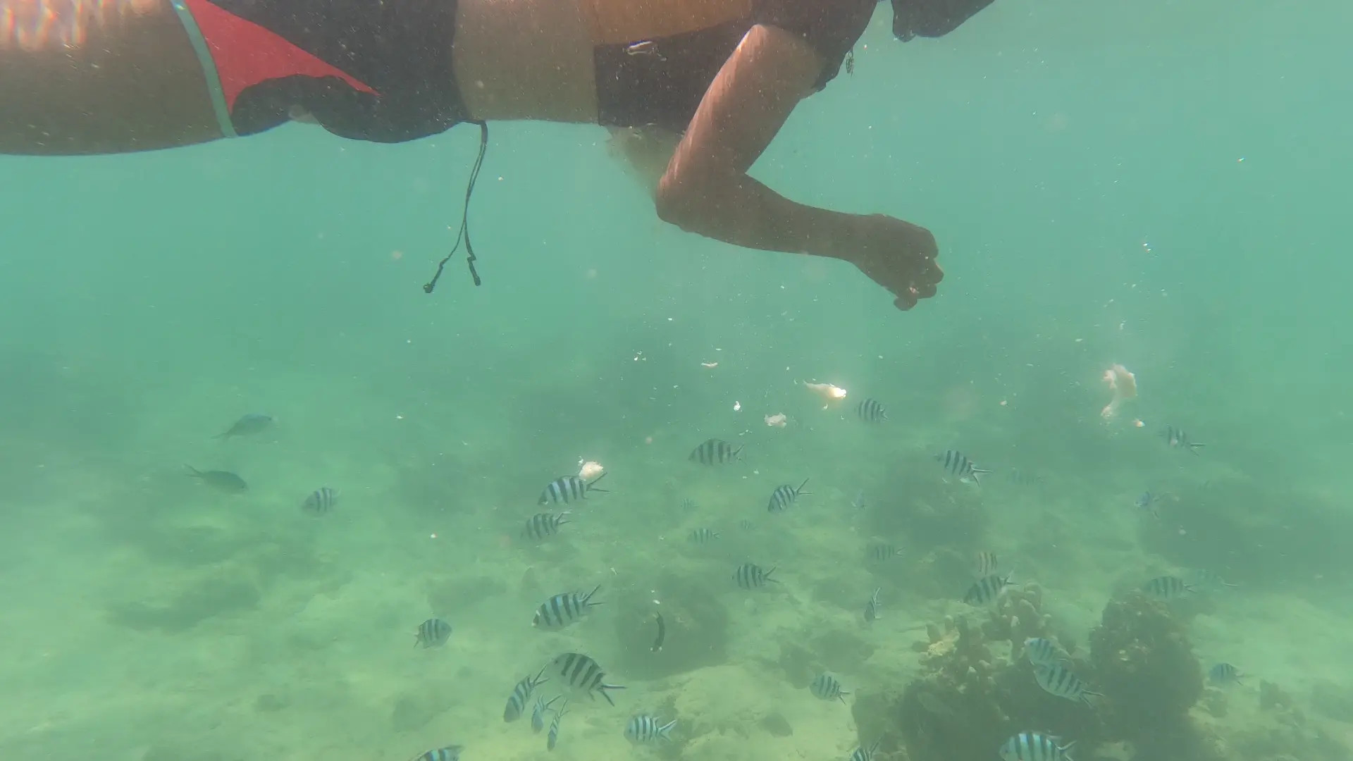 Exclusive Leak: Jungleworld - Snorkeling adventures - Stream in FullHD | Hotleakxxx.com