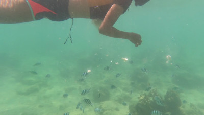 Jungleworld - Snorkeling adventures