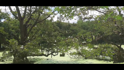 Nathy Rock - Help Me To Clean This Natural Park