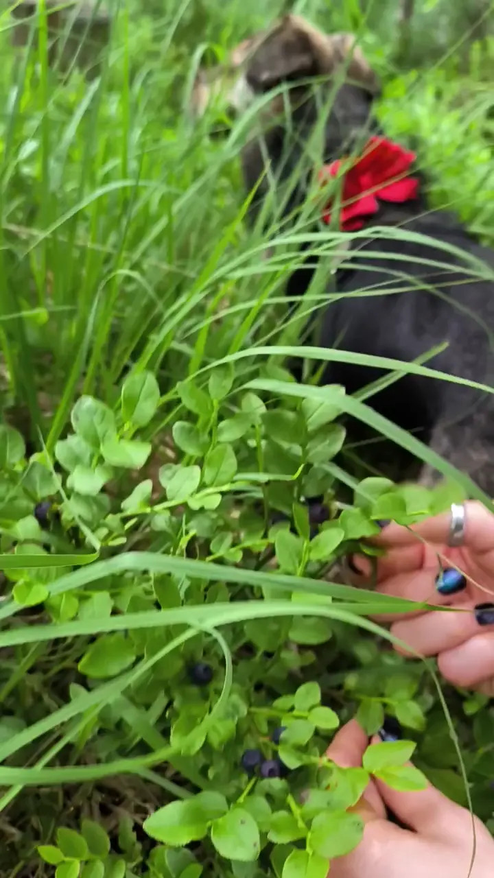 Exclusive Leak: FenekManul - hunting wild berries in the forest - Stream in FullHD | Hotleakxxx.com