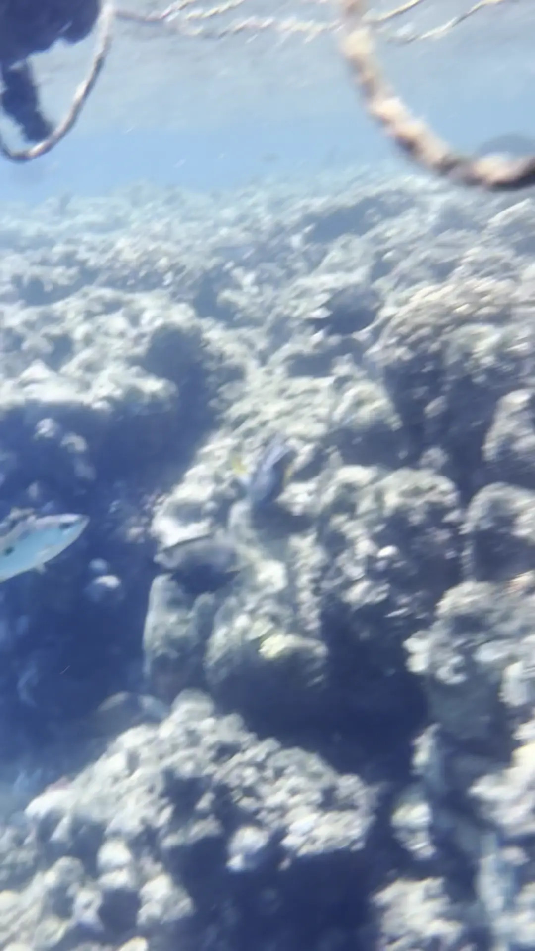 Exclusive Leak: SophieDom98 - Snorkeling with Turtles and Colorful Fish - Stream in FullHD | Hotleakxxx.com