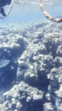 SophieDom98 - Snorkeling with Turtles and Colorful Fish