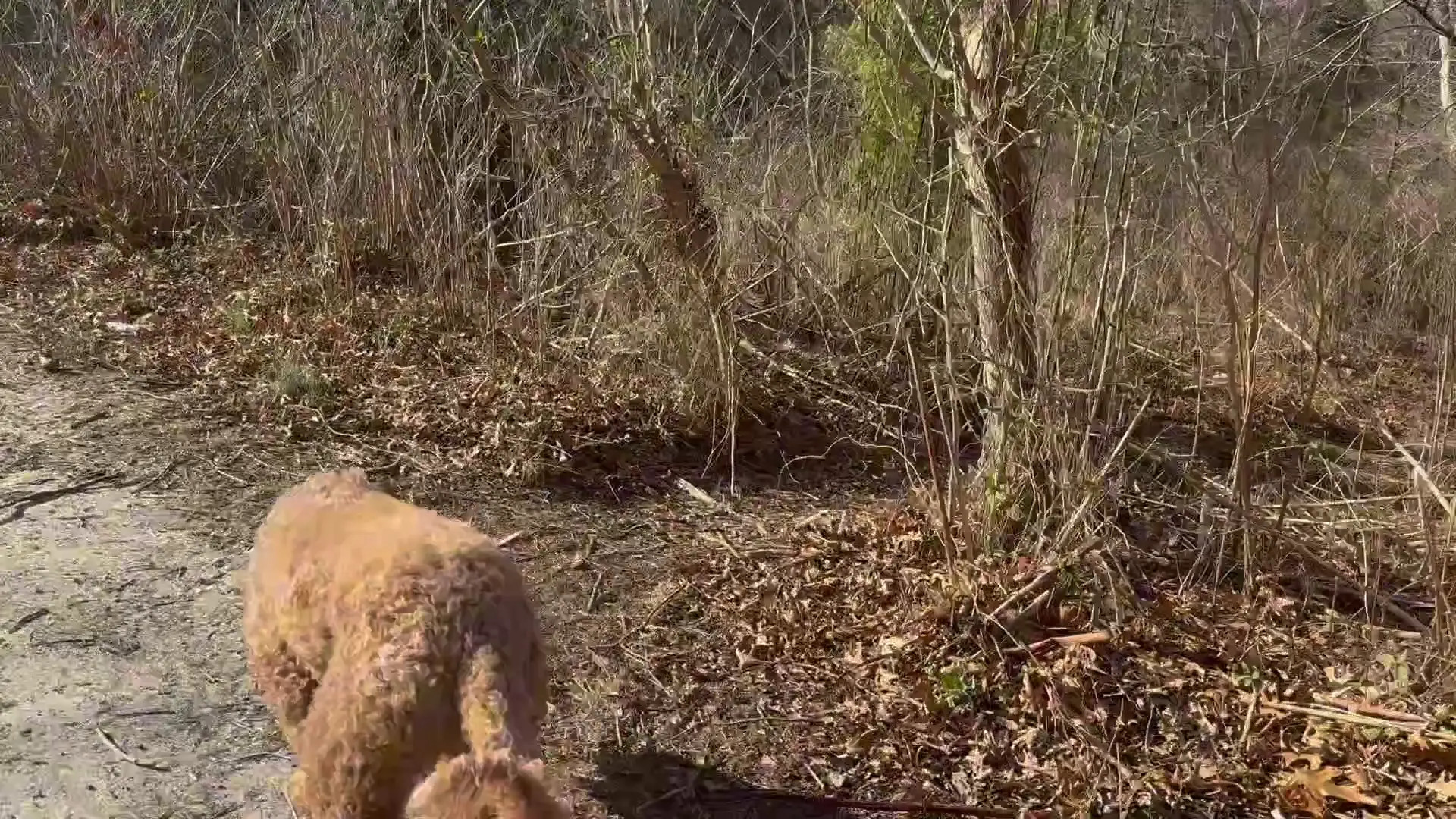 Exclusive Leak: TrophyWifeNat - Take a walk with Nat - Stream in FullHD | Hotleakxxx.com