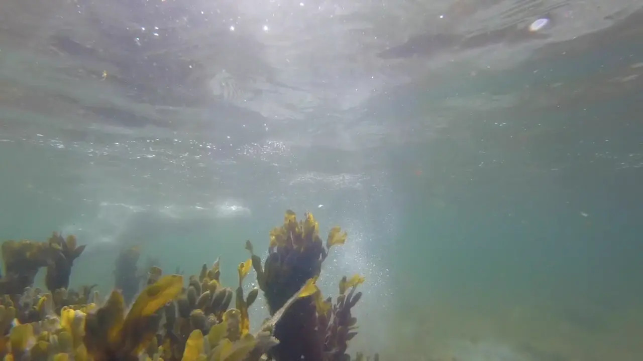 Exclusive Leak: TabbyTeacup - Peaceful Underwater - Stream in FullHD | Hotleakxxx.com