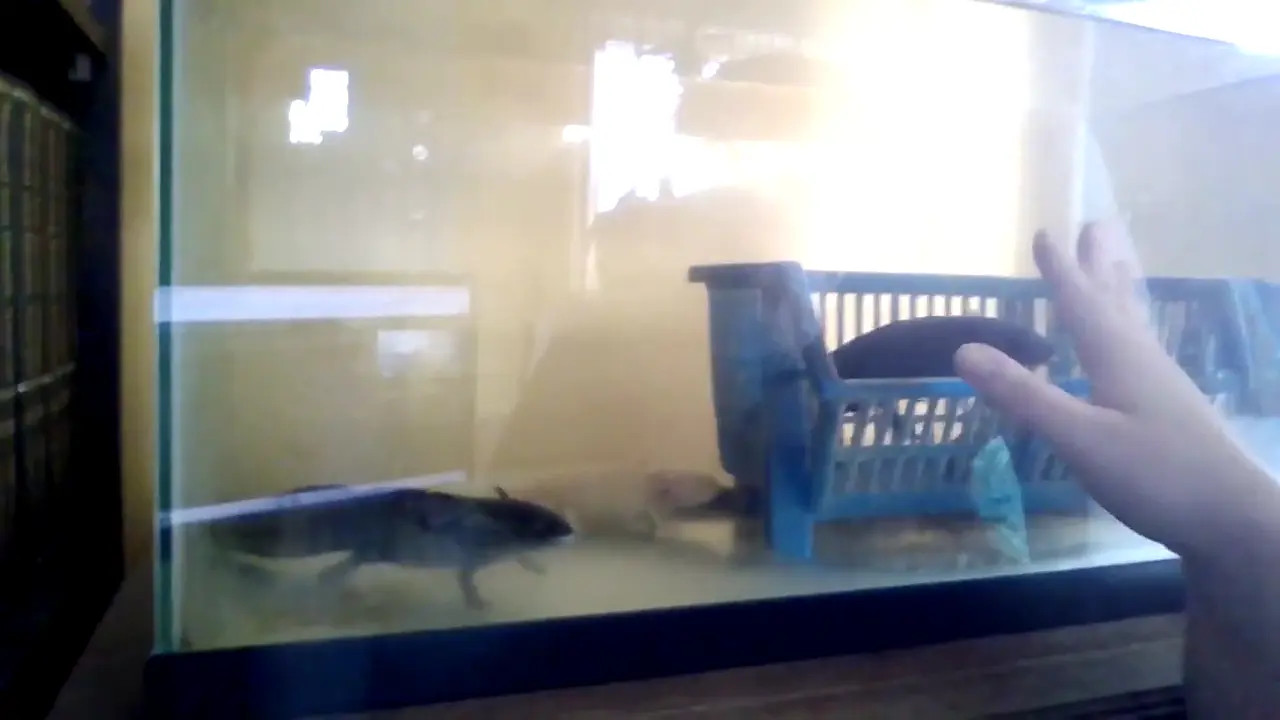 Exclusive Leak: saralovedoll - MY AXOLOTLS!!! Just Showing My Aquarium Fish Tanks For You - Stream in FullHD | Hotleakxxx.com