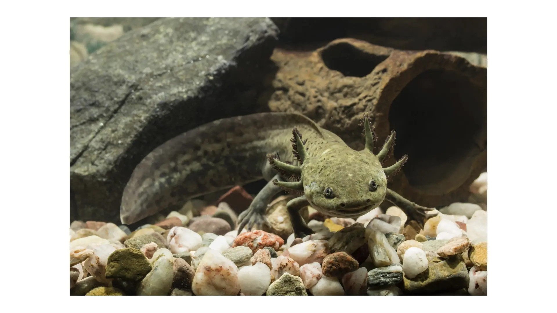 Exclusive Leak: saralovedoll - Axolotls Facts, Caring For An Axolotl Pet - Stream in FullHD | Hotleakxxx.com