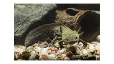saralovedoll - Axolotls Facts, Caring For An Axolotl Pet