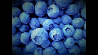 Encouraging Growth - Bratty Blueberry Expansion PREVIEW