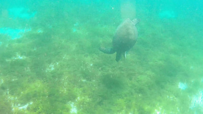 SandyBBabe - Swimming with Sea Turtles in the Caribbean Sea
