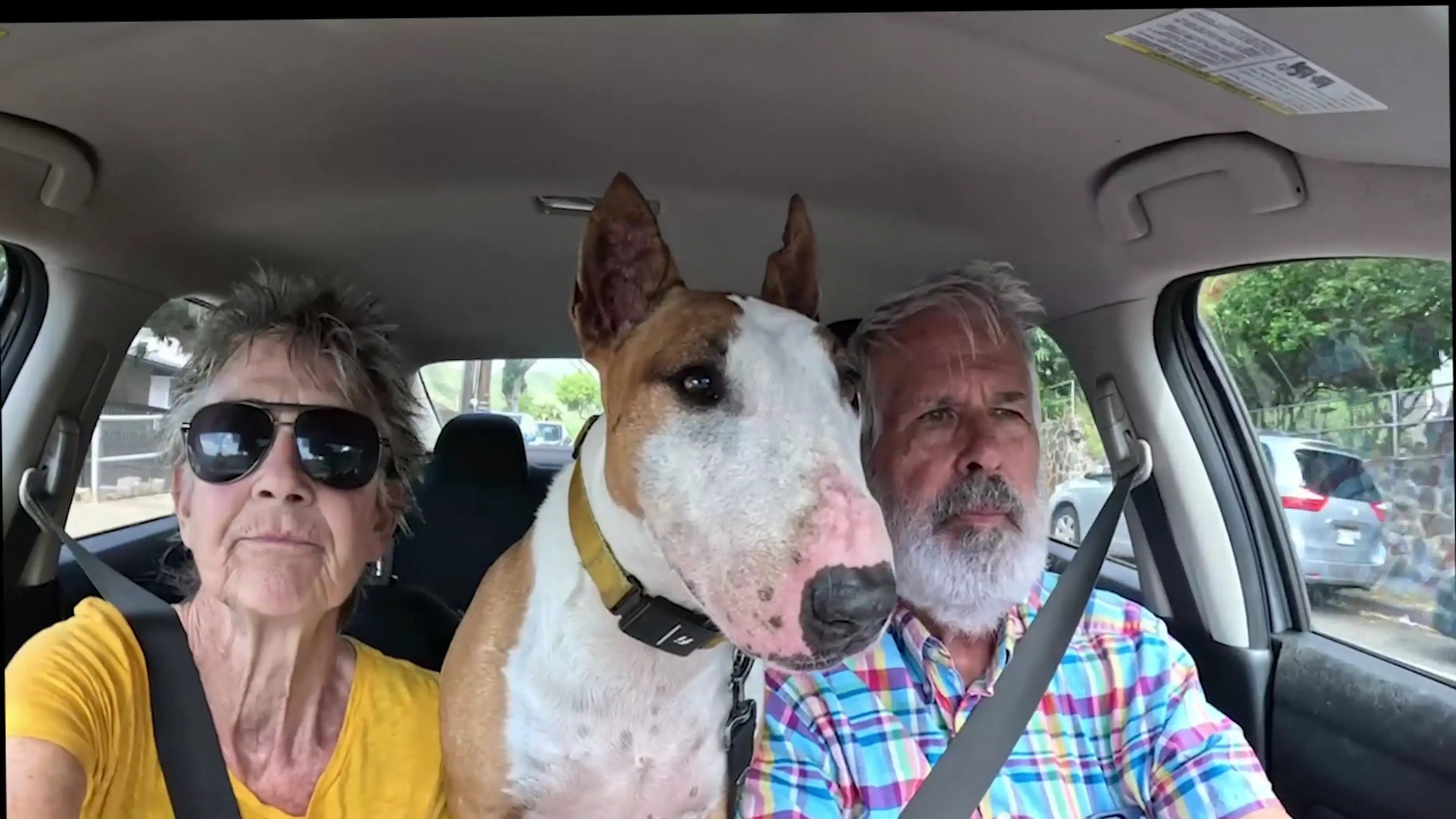 Exclusive Leak: FromThisNight - Our mini bull terrier going out to play in the park - Stream in FullHD | Hotleakxxx.com