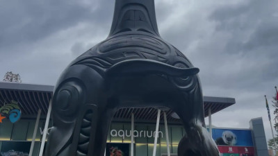 Katja Miyatovich - Exploring the Vancouver aquarium