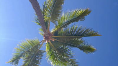 Nina White - Hawaii 2025