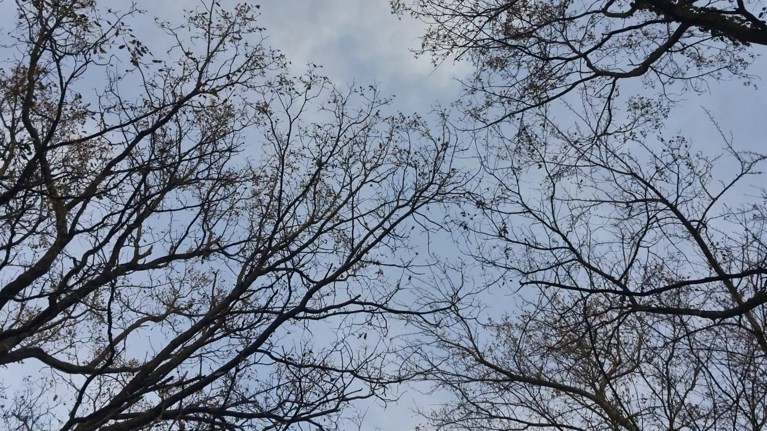 Exclusive Leak: HeIsSooThin - Walking through the woods. Sharing thoughts - Stream in FullHD | Hotleakxxx.com