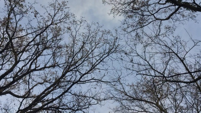 HeIsSooThin - Walking through the woods. Sharing thoughts
