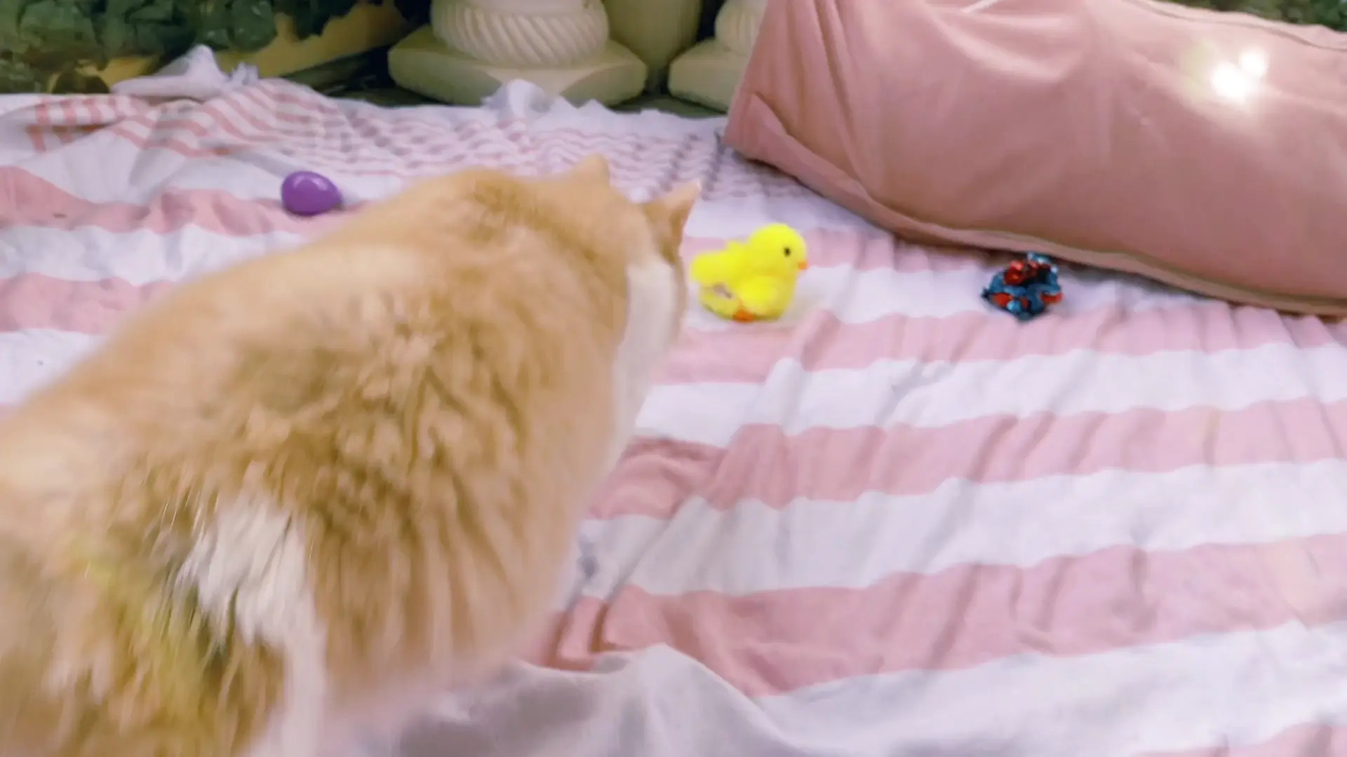 Exclusive Leak: OmankoVivi - Amazon Cat Toy Haul!! 5 Unique Toys - Stream in FullHD | Hotleakxxx.com