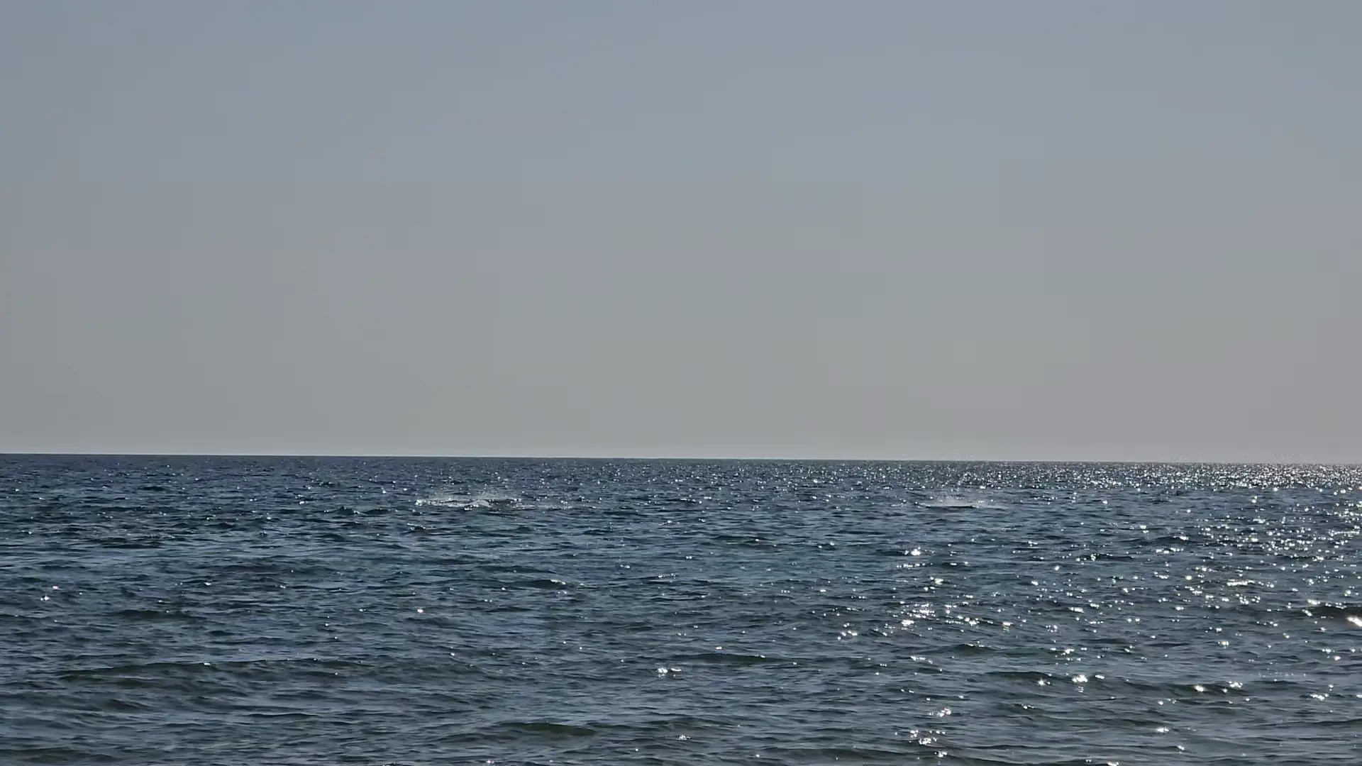 Exclusive Leak: RussianVenus11 - DOLPHINS  ON THE ATLANTIC OCEAN , FROM THE BEACH - Stream in FullHD | Hotleakxxx.com