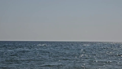 RussianVenus11 - DOLPHINS  ON THE ATLANTIC OCEAN , FROM THE BEACH