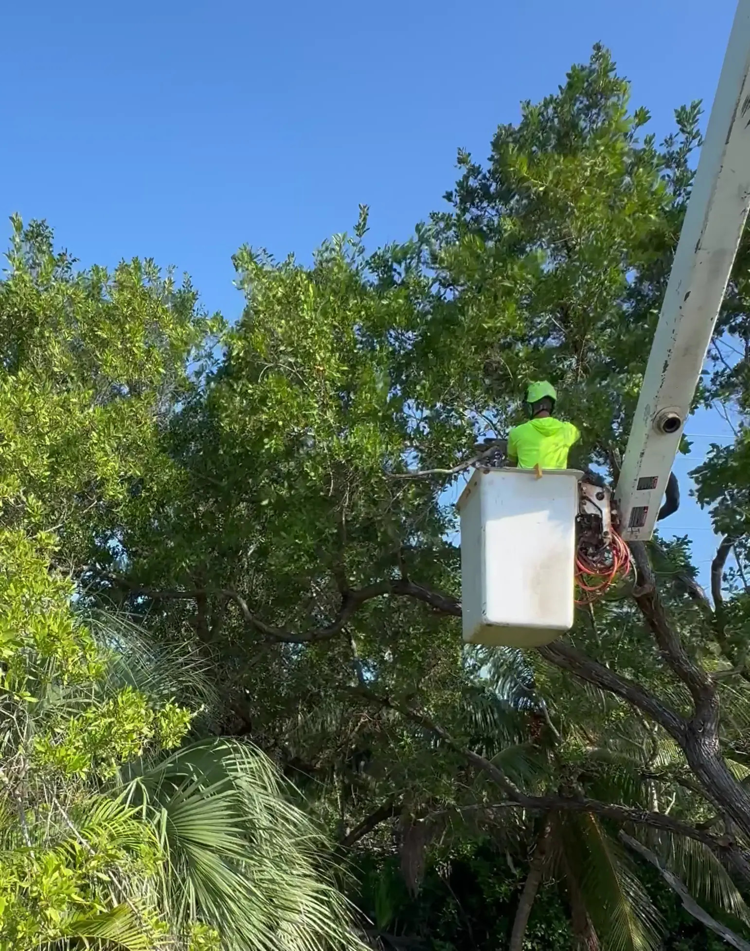 Exclusive Leak: TreesMoney - Tree guy trimming trees - Stream in FullHD | Hotleakxxx.com