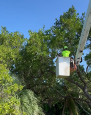 TreesMoney - Tree guy trimming trees