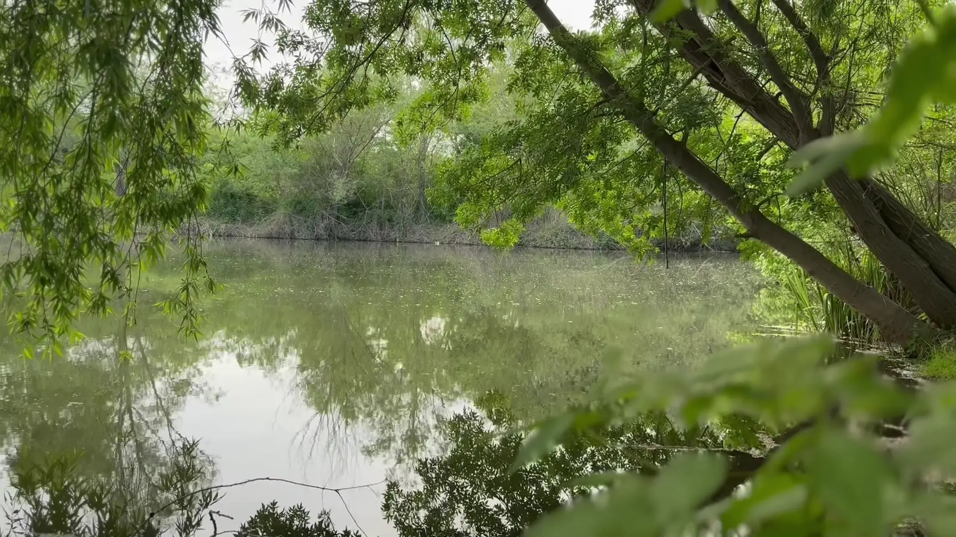Exclusive Leak: DAVID WILD - DIRECT CONTACT WITH A COIPU IN NATURE - Stream in FullHD | Hotleakxxx.com