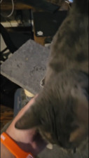 itsKip - Kitty goes crazy even with a pet sitter