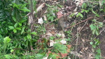 CRISTINA SAUVAGE - MONKEYS IN KO CHANG - THAILANDIA