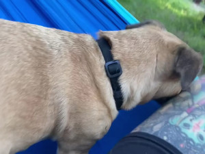 Biancabadbish - Hammock hang in the Coeur d'Alene Mountains with my pet