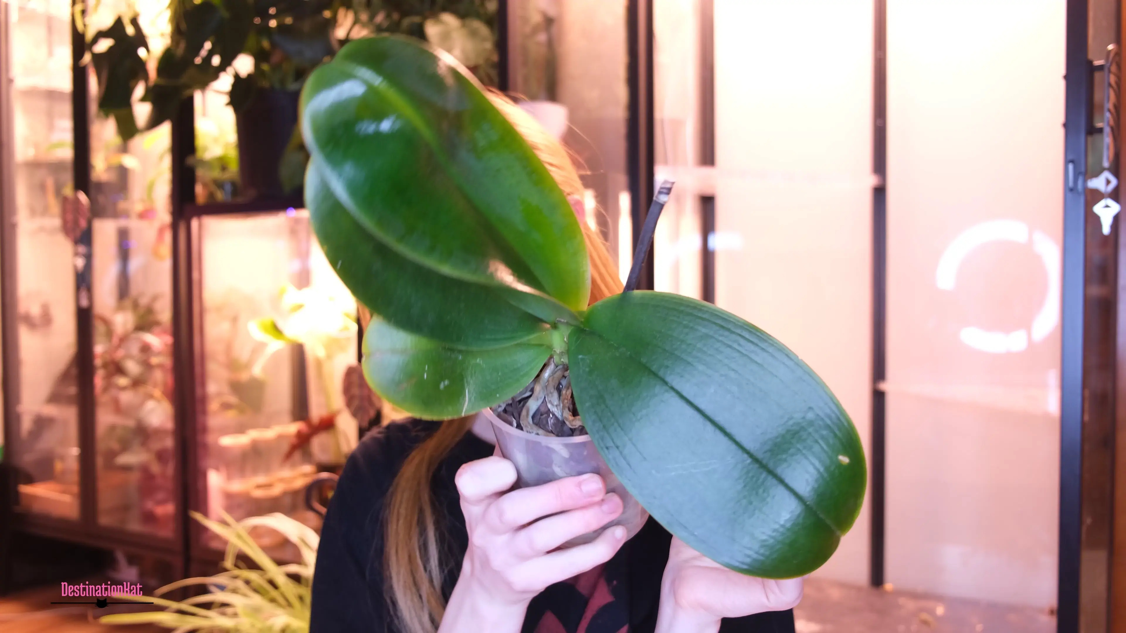 Exclusive Leak: Destinationkat - SFW Showing You My Plants - Stream in FullHD | Hotleakxxx.com