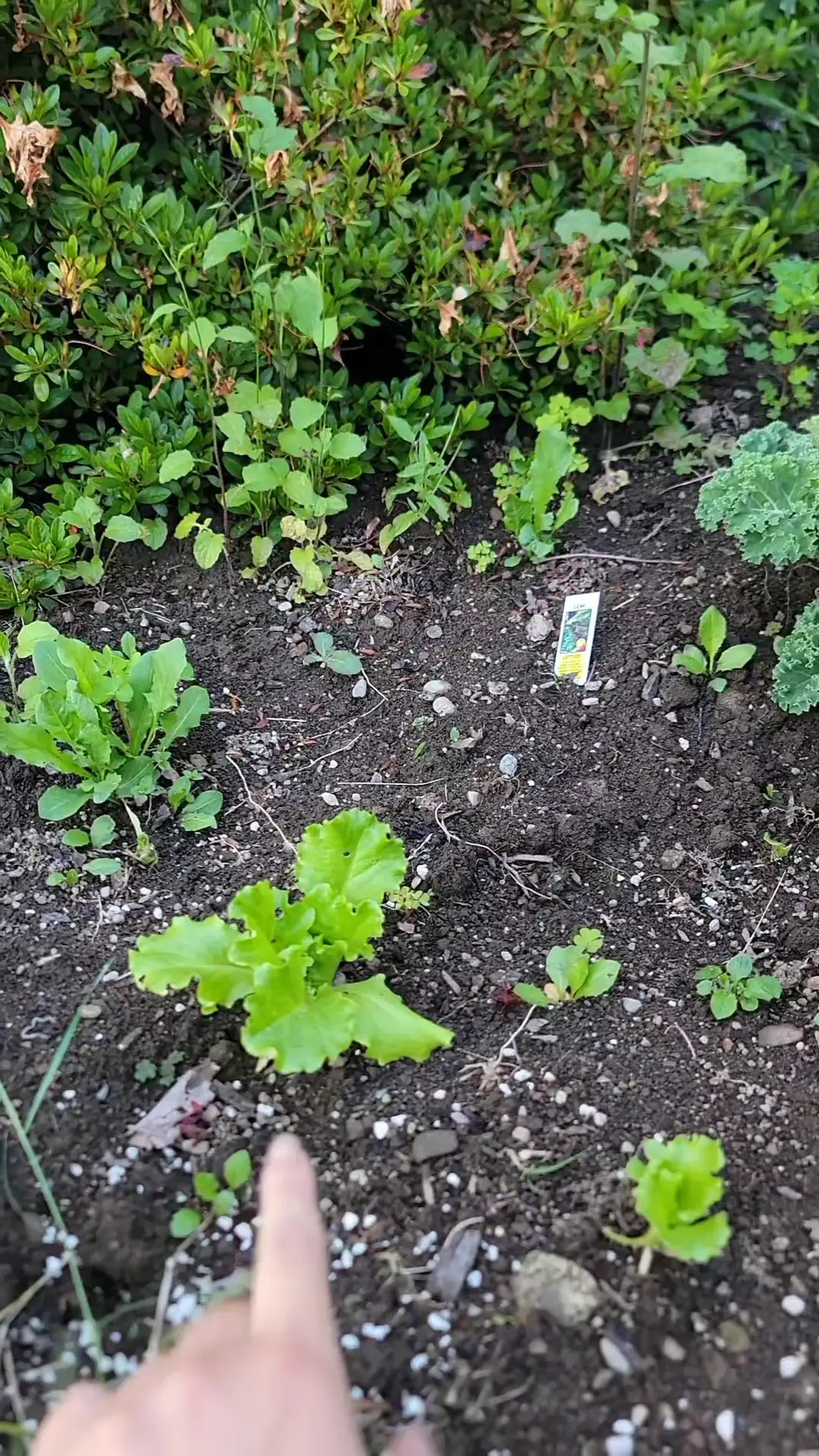 Exclusive Leak: NatieDel - Garden Tour - Stream in FullHD | Hotleakxxx.com