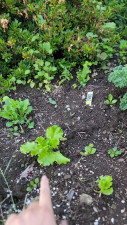 NatieDel - Garden Tour